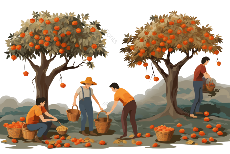 枫叶图片,元素,PNG,免抠素材